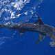 Great hammerhead.